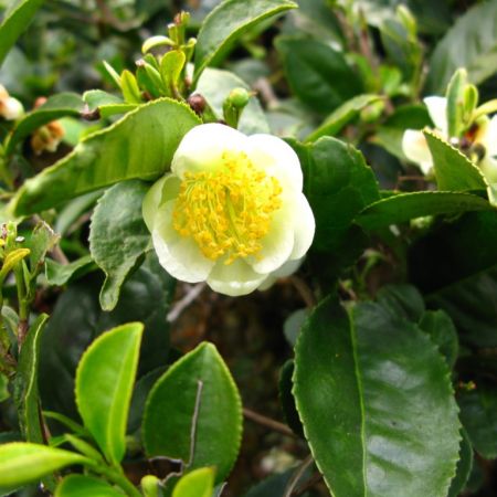 Camellia Sinensis sau planta de ceai 